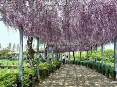 Деревянная пергола увитая глицинией