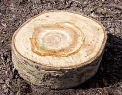 Спил дерева для садовой дорожки