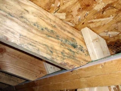 Синева на пиломатериале - плесневый горибок