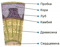 Рисунок строения поперечного среза дерева