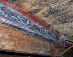 Синева - это плесень на древесине